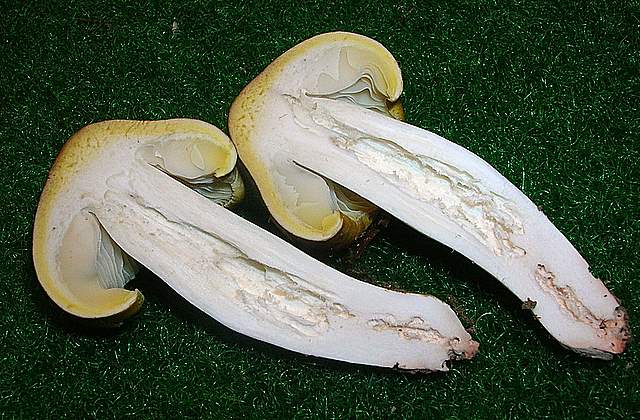 Tricholoma clavocystis